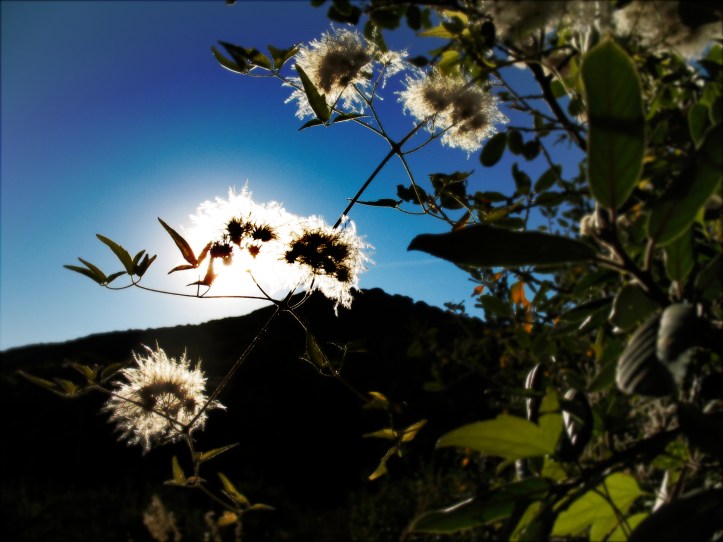 Brilliance from Behind.JPG Brilliance from Behind.JPG