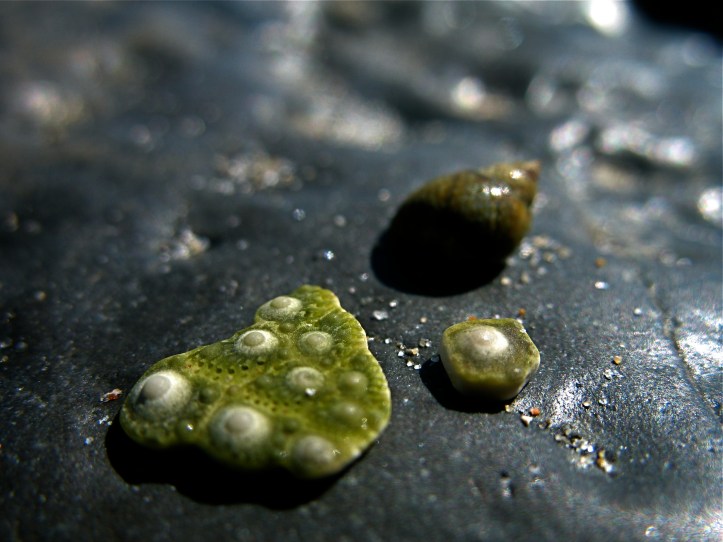Green at the Beach.JPG
