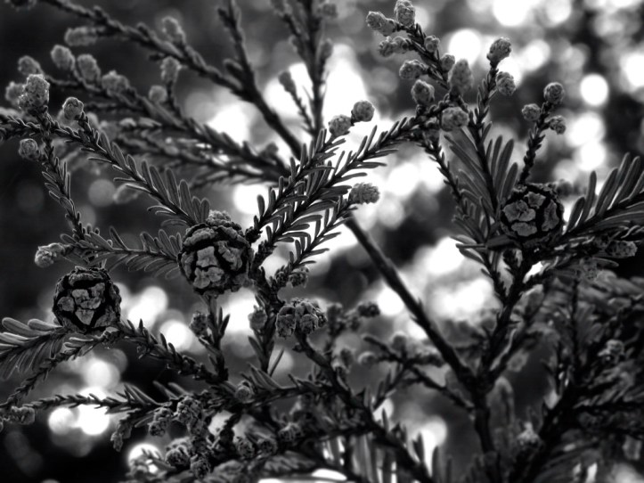 complexity-srgb1 complexity-srgb1