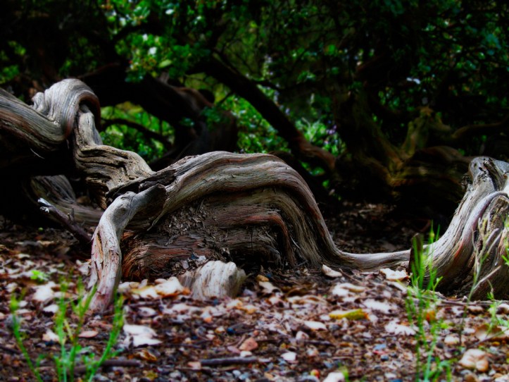 gnarly-trunk-srgb