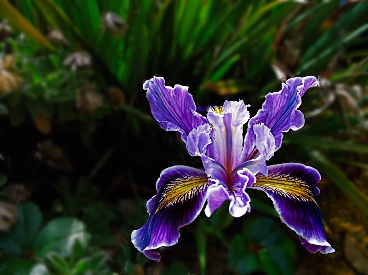 purple-iris-srgb